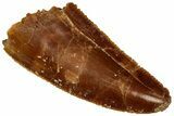 Serrated Raptor Tooth - Real Dinosaur Tooth #298205-1